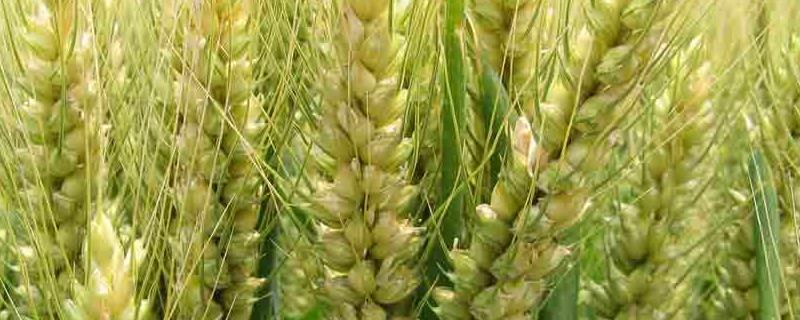 迁麦3号小麦种子介绍，半冬性小麦品种