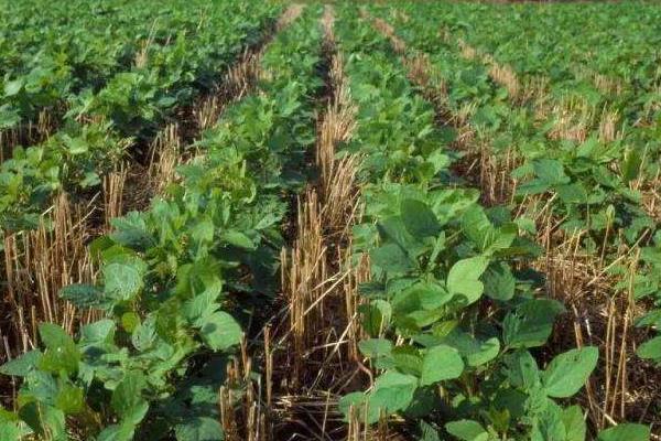 阜1232大豆种子特征特性，高肥田密度5万株/亩
