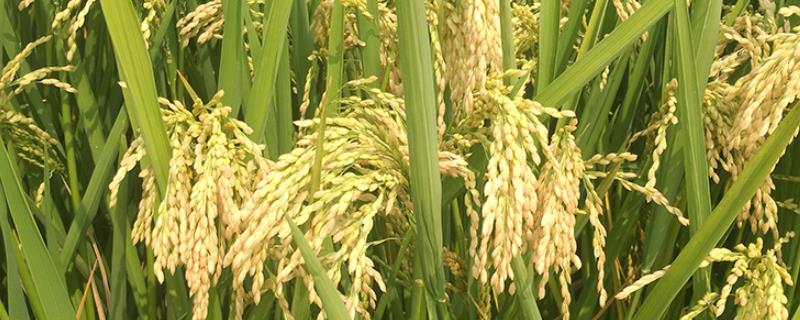 亚两优6号水稻品种简介，全生育期为137.2天