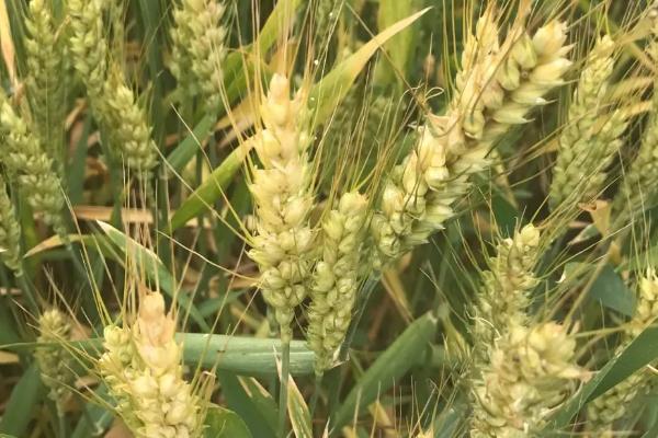 宁紫麦1号小麦品种的特性，适期播种每亩基本苗15万左右