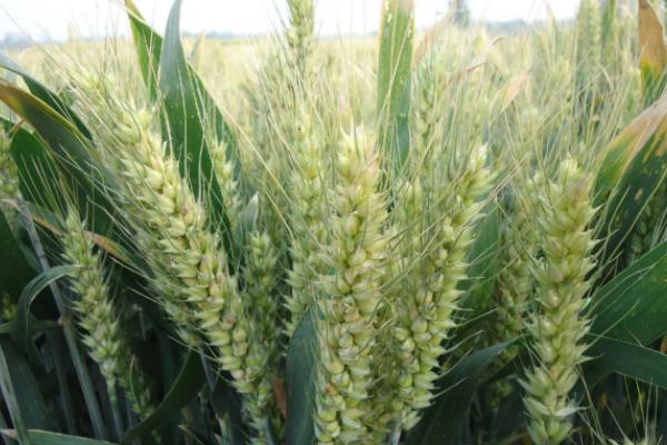 中麦578小麦品种简介，全生育期223.1天