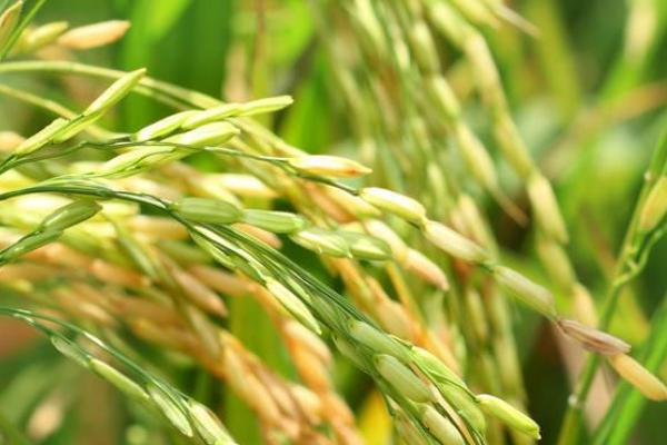 中香黄占水稻品种简介，全生育期为122.4天