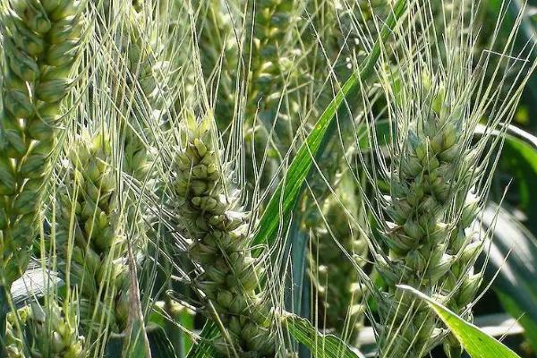 宁紫麦1号小麦品种的特性，适期播种每亩基本苗15万左右