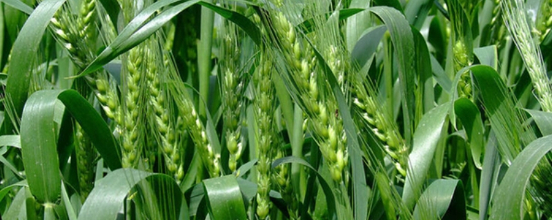 宁麦资518小麦种子特点，适期播种每亩基本苗16万左右