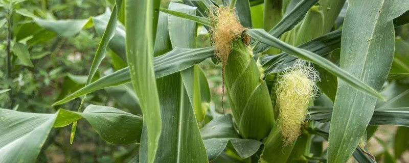 诚糯8号玉米种简介，种植密度以每亩3500株为宜
