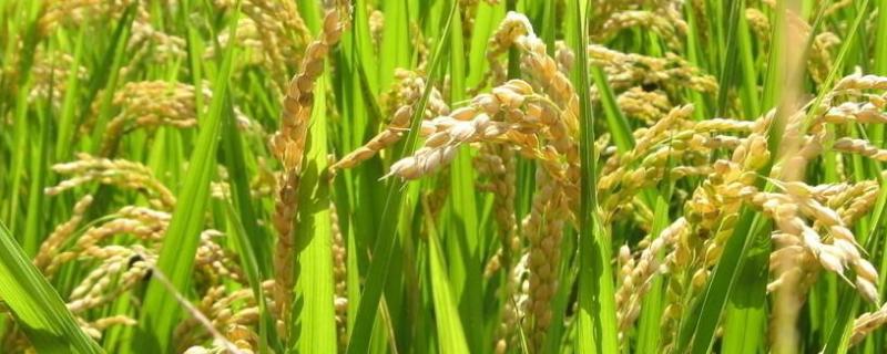 浙大锌稻水稻品种的特性，每亩有效穗21.2万