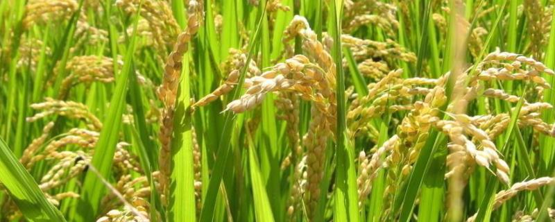 秀水6545水稻品种简介，该品种植株较矮