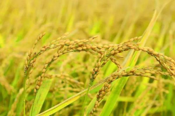 晶香丝占水稻种简介，播种量10-12千克