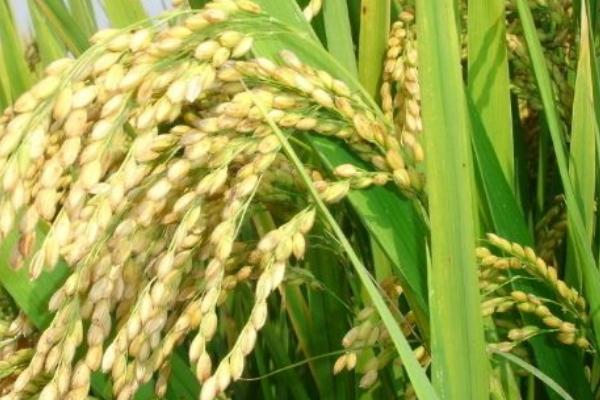 晶香丝占水稻种简介，播种量10-12千克
