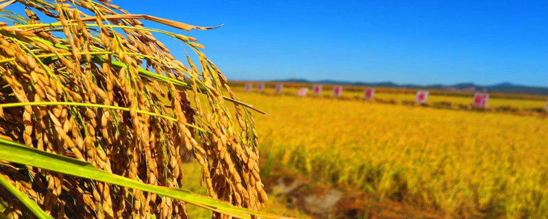 两优5181水稻品种的特性，中籼两系杂交水稻品种