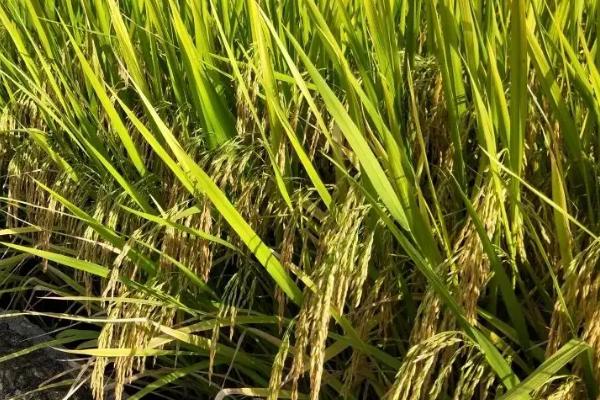 科粳稻2号水稻种子简介，旱育秧每亩播量35~40公斤