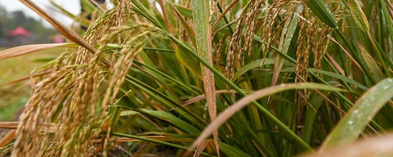 嘉禾247水稻种子简介，及时防治稻瘟病