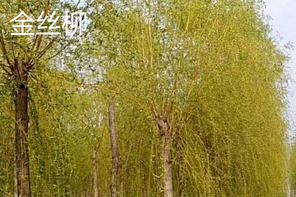 金丝柳的产地，原产东北、华北、西北