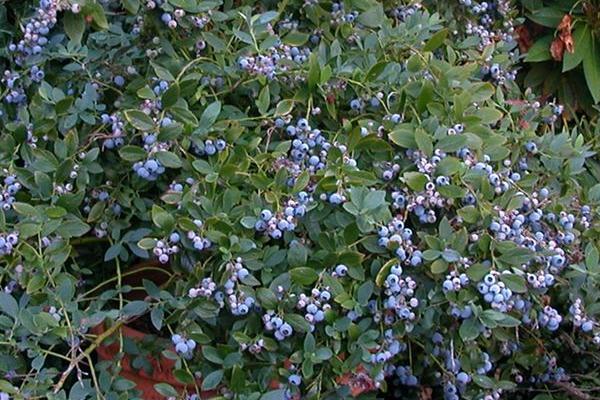 蓝莓可以盆栽种植吗，可以盆栽种植