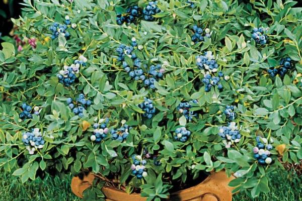 蓝莓可以盆栽种植吗，可以盆栽种植