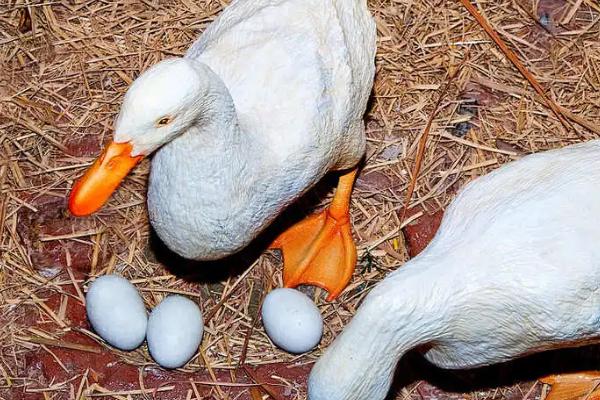 鹅趴窝不下蛋的原因，可能是母鹅太肥或过瘦等导致