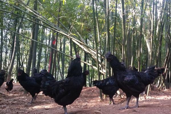 乌骨鸡简介，有白毛、黑毛等品种