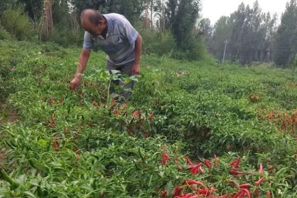 种植朝天椒施什么肥料，底肥可使用有机肥、二胺、尿素等肥料