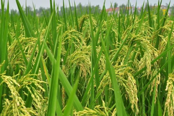 吉优华占水稻品种简介，晚籼三系杂交水稻品种