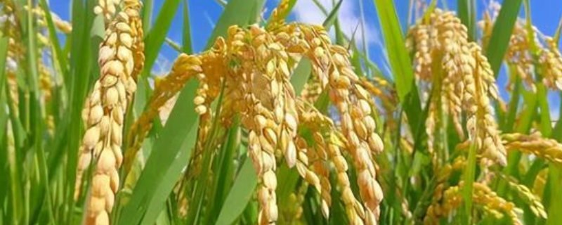 两优393水稻种子特征特性，中籼两系杂交水稻品种