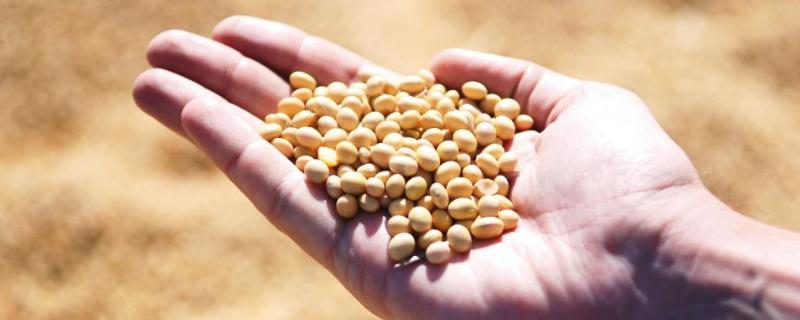 泉豆17大豆种子简介，密度在1.1～1.5万株/亩