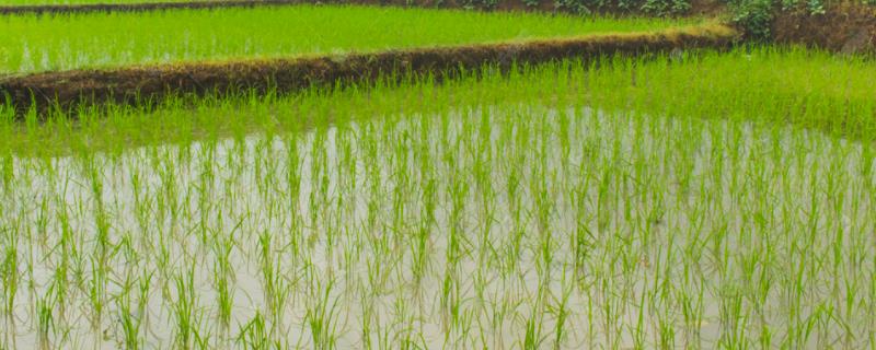 榕25S水稻品种简介，在福建泉州4月26日播种