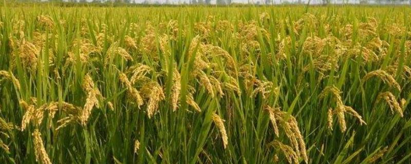 清香优2号水稻种子特征特性，一般于6月15日前播种