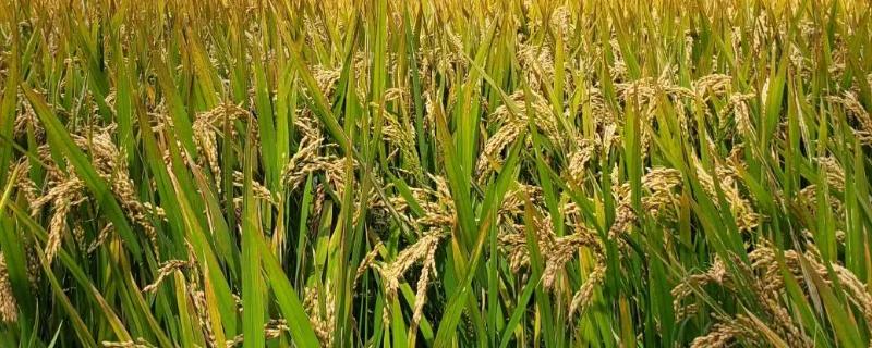 云香A水稻品种的特性，两期父本相隔3天播种