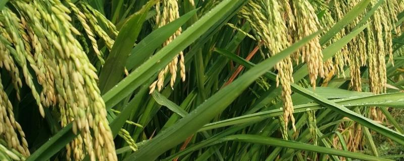 两优1516水稻种简介，每亩有效穗数17.6万