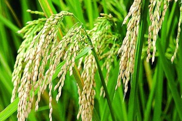 金岩优683水稻种子简介，每亩有效穗数16.9万