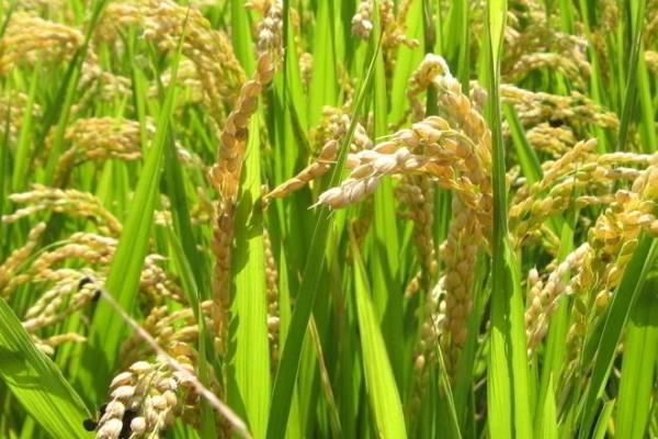 广8优1059水稻种简介，每亩有效穗数17.49万