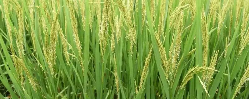红两优6号水稻种子特征特性，插植密度20厘米×23厘米