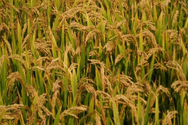 闽糯２S水稻种子特点，一般安排在11月上旬播种