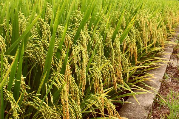 两优1516水稻种简介，每亩有效穗数17.6万