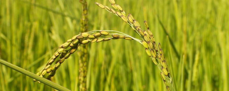 福占1号水稻种子简介，每亩有效穗数18.5万