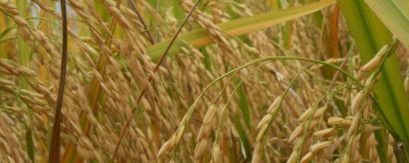 君A水稻品种的特性，生育期比谷丰A短3～5天