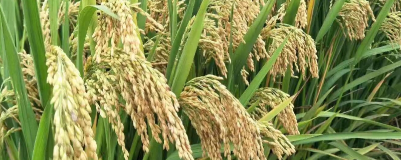 深两优2802水稻种子特征特性，注意及时防治病虫害