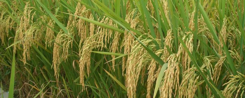 金泰优2050水稻种子特点，每亩有效穗数19.0万