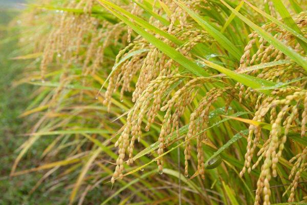 榕盛优1131水稻种子简介，每亩有效穗数18.8万