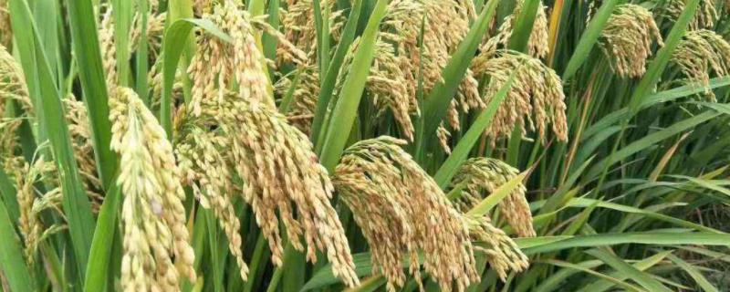 五丰优450水稻种子简介，每亩有效穗数19.1万