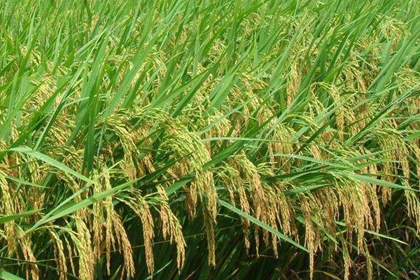 恒丰优371水稻种简介，注意及时防治病虫害