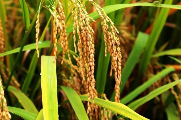 创源优918水稻品种简介，每亩有效穗数13.4万