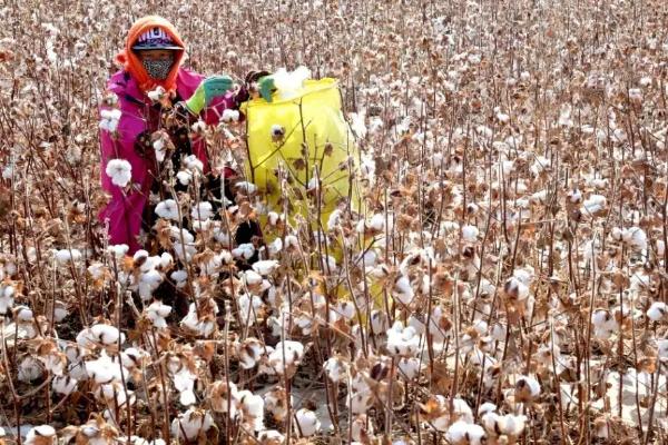 中棉所97棉花种子介绍，一般二代棉铃虫可以不防治