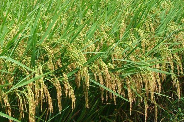 野香优699水稻种子简介，注意及时防治病虫害