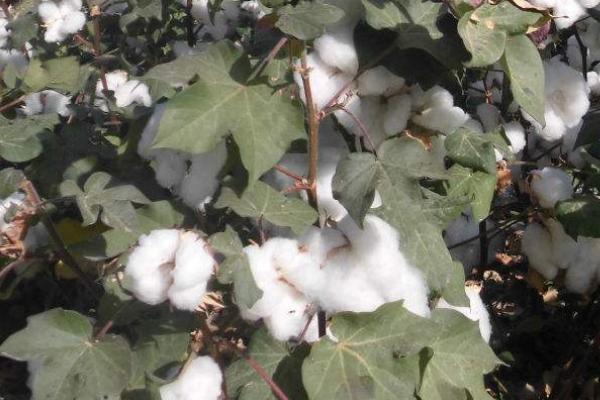 中杂棉108棉花种子特征特性，4月中旬播种
