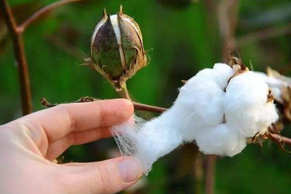 中杂棉108棉花种子特征特性，4月中旬播种