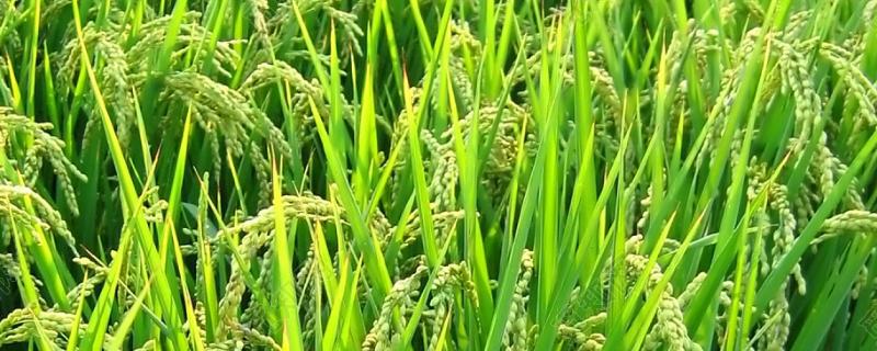 榕盛优1131水稻种子简介，每亩有效穗数18.8万