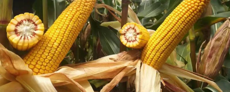 莱科868玉米品种的特性，适宜密度为每亩4500株左右