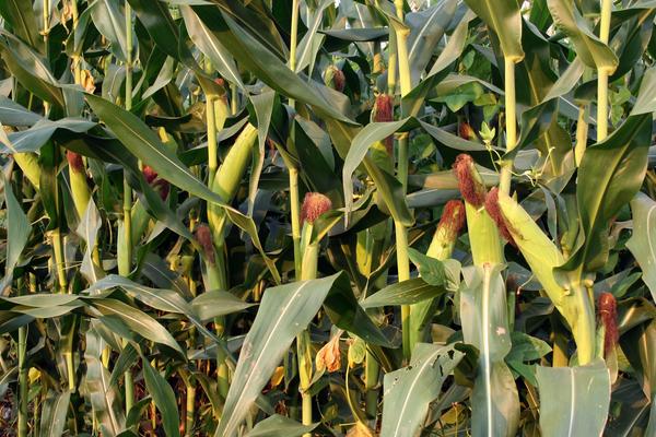 莱科868玉米品种的特性，适宜密度为每亩4500株左右
