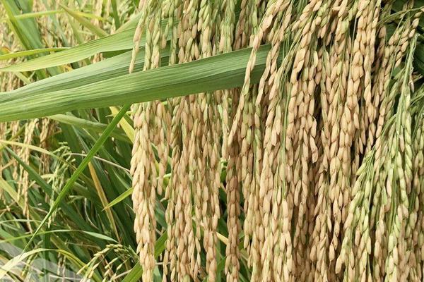 营两优294水稻种子特征特性，全生育期125.6天